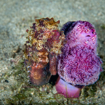 Hedgehog seahorse resting beside a vibrant purple sponge on sandy seafloor in Anilao