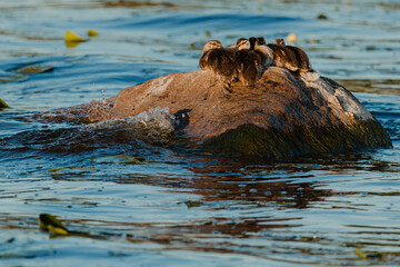 Obraz premium Group of ducklings resting on a large rock in a calm body of water, surrounded by floating green leaves and gentle ripples reflecting sunlight