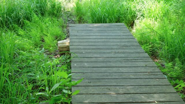 wooden bridge in the park Weathered wood boardwalk path surrounded by fresh summer ferns and tall grass, low pan perspective, 