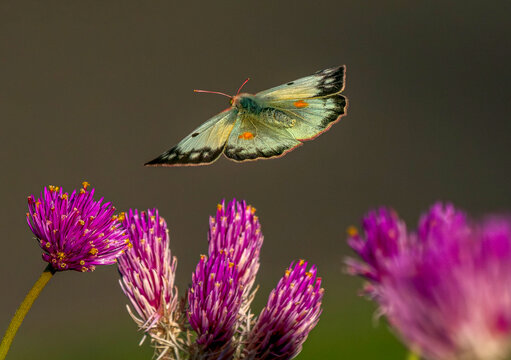 A beautiful Sulphur Butterfly with wide open wings flying above a Globe Amaranth flower garden. Close up view.