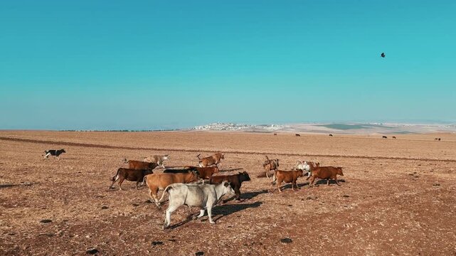 Drone Side Profile Tracking Shot of Cattle Herd Running Across Dry Field