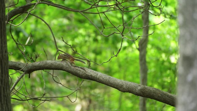 chipmunk on a branch in summer woods 
