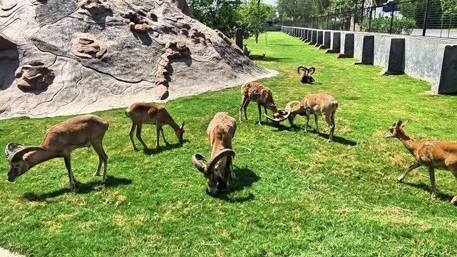 Group of wild Urial sheep foraging and headbutting on green grass.