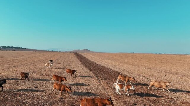 Cinematic Drone Side Profile Tracking Shot of Cattle Herd Running Across Arid Field