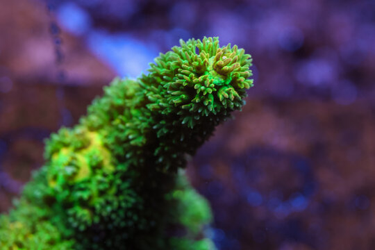 Vibrant Bali Green Slimer Acropora Close Up Underwater in Saltwater Aquarium