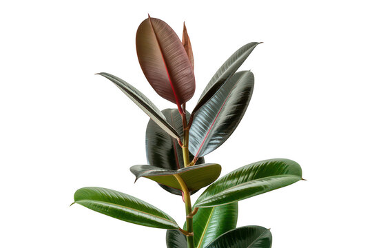 A vibrant rubber plant with large, glossy, dark green and reddish-brown leaves growing upwards against a solid black background