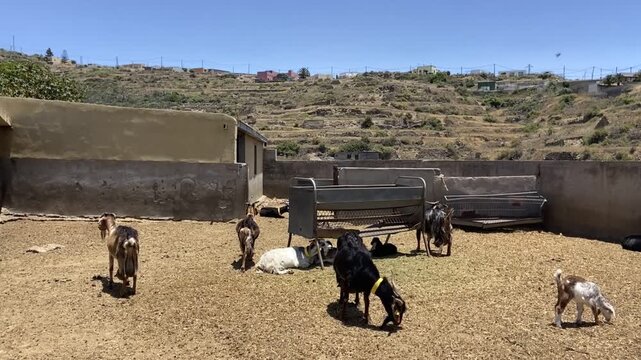 A small herd of goats grazes and rests in a fenced farm pen in Guimar, Tenerife, Canary Islands. Rural life, agriculture, and  outdoor animal husbandry concept,4K.