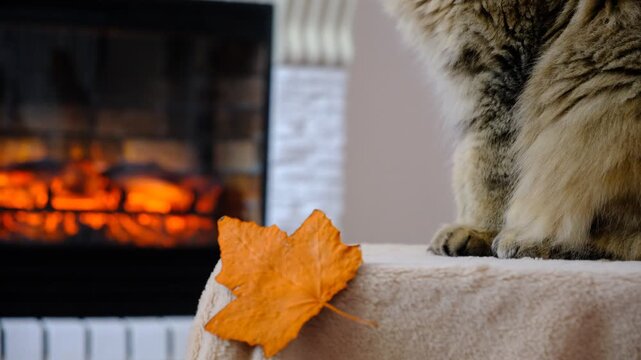 In a cozy room, a cat is lounging by the fireplace. The warm, dancing flames cast a gentle glow on the walls and highlight the cat&rsquo;s fur. The cat looks utterly relaxed, Autumn atmospheric mood