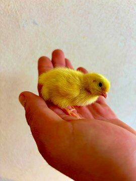 Peque&ntilde;o pollito de codorniz japon&eacute;s reci&eacute;n nacido sostenido en la palma de una mano humana.