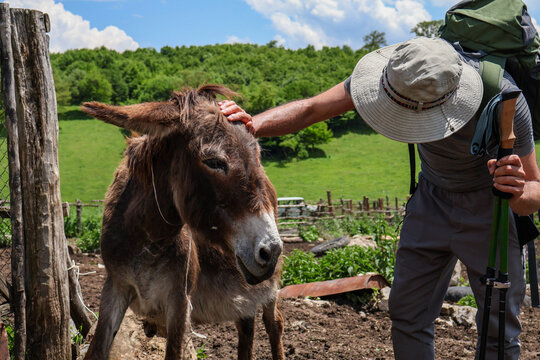 Close-up of a male tourist with a backpack, safari hat, and trekking poles gently petting a cute domestic donkey on a rural farm. Lush green trees and a pasture on the blurred background. Concept of e