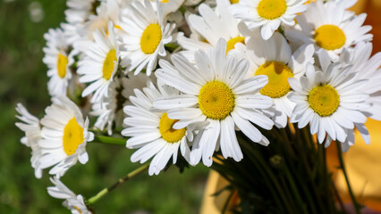 Obraz premium Close up view of a young woman's hands gently holding a beautiful bouquet of freshly picked chamomile and daisy wildflowers. Bright yellow jacket and a pearl bracelet adding a stylish, summery feel. C