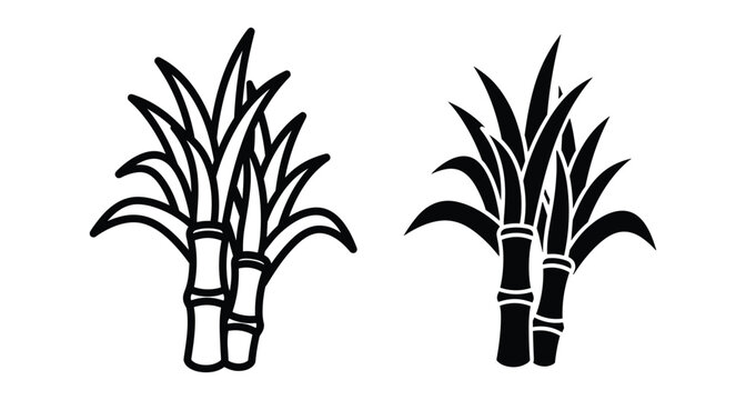 Sugarcane plant icon set with outline and solid silhouette versions for agriculture farming sugar production and tropical nature design elements