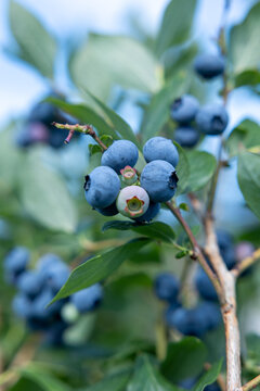 Fresh blueberries growing on bush with green leaves