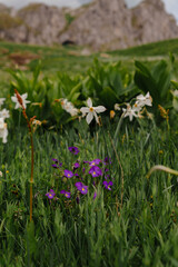 Fototapeta premium Wild White Daffodil in Green Meadow on Sunny Spring Day