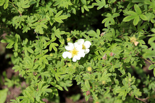 White cinquefoil flowers on a bush on a sunny summer day in the garden - horizontal color photo, close-up