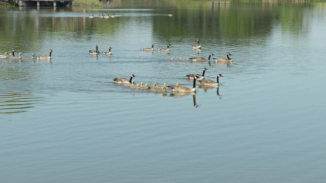 A large flock of Canada geese with goslings swims across a lake