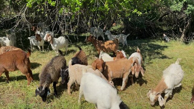 A herd of goats grazes together in the grassy shade of low trees