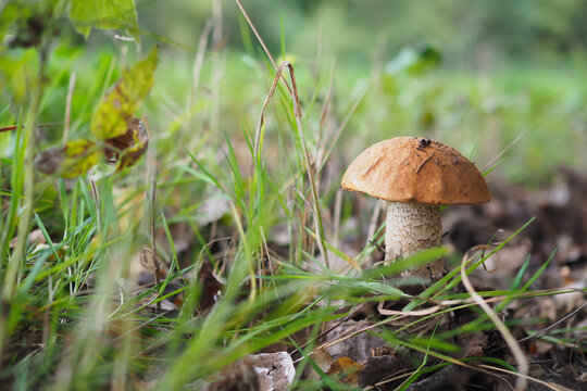 Eine junge Birkenrotkappe  (Leccinum versipelle) w&auml;chst zwischen Gras, herabgefallenen Bl&auml;ttern und Waldvegetation aus dem Waldboden. Nat&uuml;rliche Herbstszene mit geringer Tiefensch&auml;rfe.