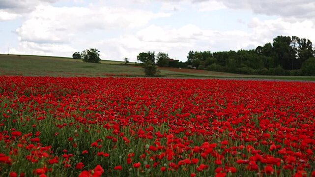 Wide panoramic shot of a vibrant red poppy field under a cloudy summer sky, slow motion b-roll