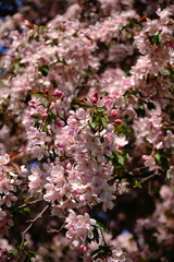 Fototapeta premium Blooming Pink Crabapple Tree Blossoms in Spring Sunshine
