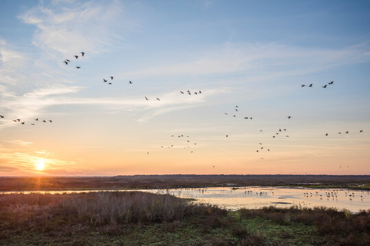Wintering Sandhill Cranes in flight over Paynes Prairie State Park, Florida