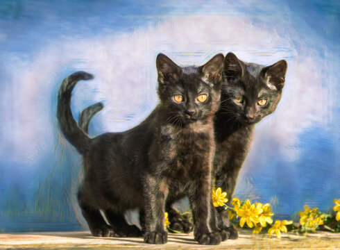 digital photo art, Pair of alert black american shorthair kittens play