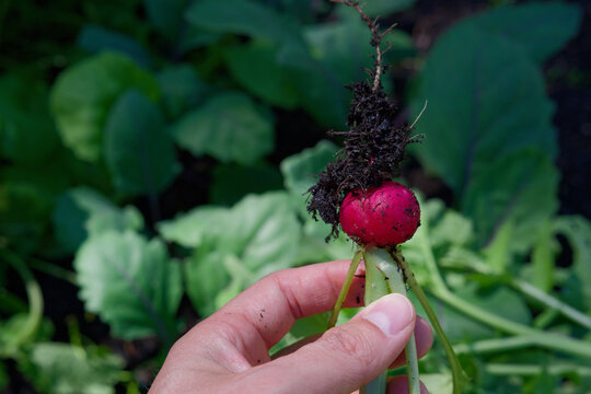 A close-up view of a hand gently holding a freshly pulled red radish root, still covered in dark, nutrient-rich soil and root filaments. This captures the moment of harvest, emphasizing the raw fresh.