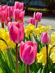 Obraz premium Spring Garden Landscape with Rows of Pink Tulips and Yellow Daffodils, Beautiful Public Park Flower Bed Under Sunlight, Bright Floral Field Background