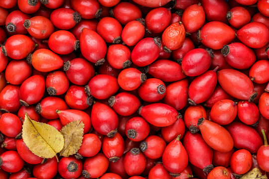 Background from fresh berries of rose hips.Freshly harvested rose hips.Wild rose. Rosehip tea is rich in vitamins and is used as a restorative