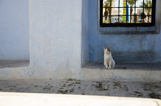Stray white cat sitting on a light blue textured wall ledge in Kairouan medina