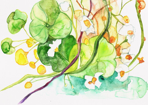 Interlaced Nasturtium Leaves and White Flower Vines with Yellow Orange Buds, Hand Painted Watercolor