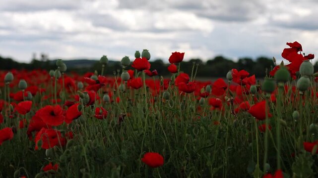 Low angle shot of red poppy flowers and green seed pods against a bright summer sky, slow motion b-roll