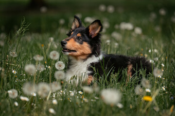 American Collie Welpe © ScullyPictures