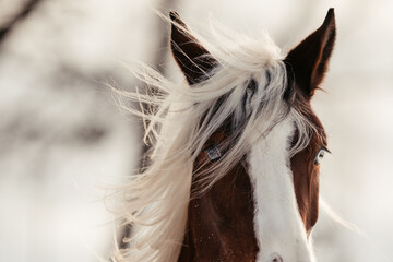 Scheckenpony im Schnee © ScullyPictures