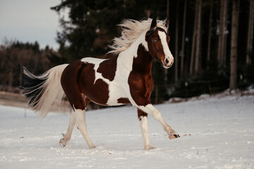 Scheckenpony im Schnee © ScullyPictures