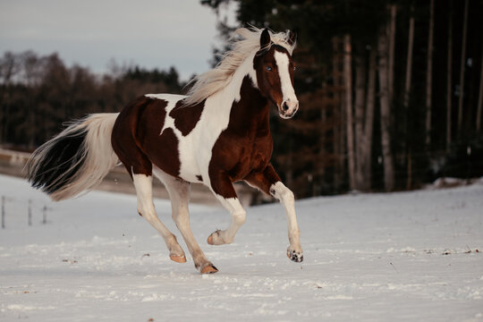 Scheckenpony im Schnee