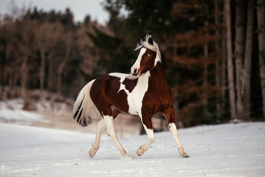 Scheckenpony im Schnee