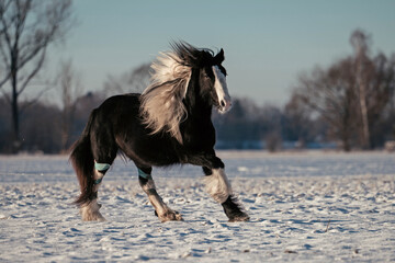 Irish Cob Jungpferd im Schnee © ScullyPictures