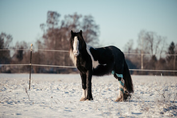 Irish Cob Jungpferd im Schnee © ScullyPictures