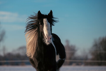 Irish Cob Jungpferd im Schnee © ScullyPictures