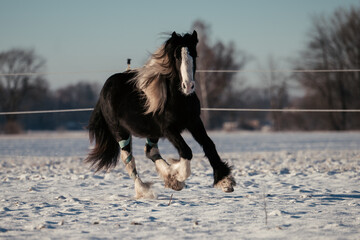 Irish Cob Jungpferd im Schnee © ScullyPictures