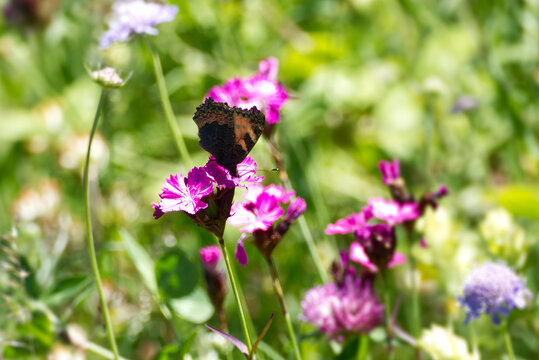 Small tortoiseshell butterfly (Aglais urticae) sitting on a pink flower in Zurich, Switzerland