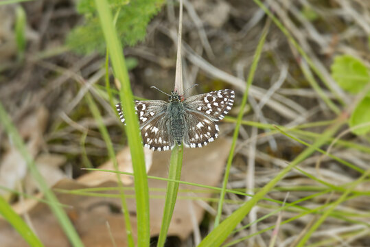 Grizzled Skipper (Pyrgus malvae) butterfly sitting on a grass blade in Zurich, Switzerland