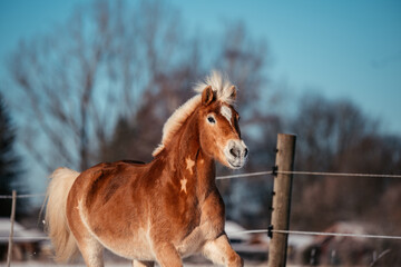 Haflinger im Schnee © ScullyPictures