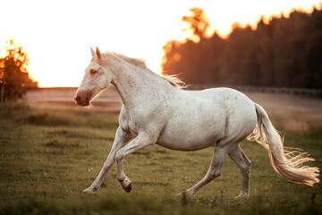 Andalusier im Sonnenuntergang © ScullyPictures