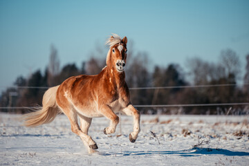 Haflinger im Schnee © ScullyPictures