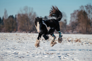 Irish Cob Jungpferd im Schnee © ScullyPictures