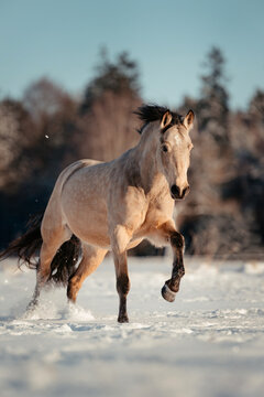 Leonharder im Schnee