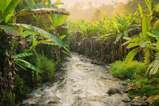 Morning light on banana trees along  water stream in tropical forest