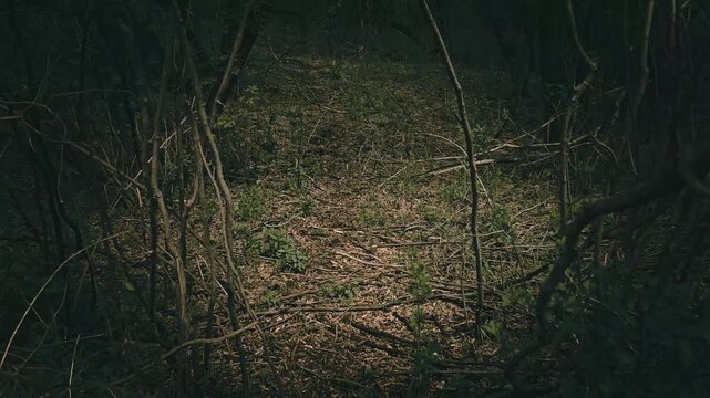 a dark, densely wooded path surrounded by bare branches and low light. spooky lighting with atmospheric mood.